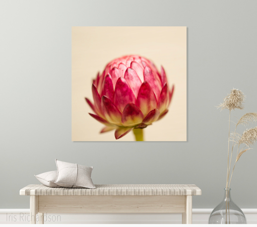 Closed red strawflower with beige background photograph in room setting