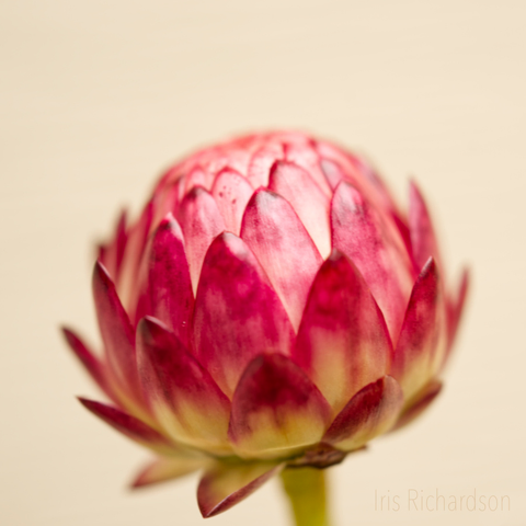 Closed red strawflower with beige background photograph