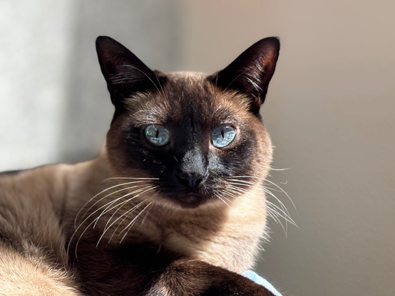 SealPoint Siamese cat up close 