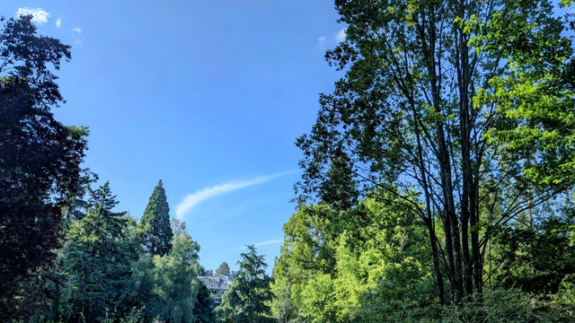 Looking north at a blue sky with a couple of clouds, one like a clump and the others like the ebb of a tide, framed on the left and right by majestic trees with varying parts of green lit up by sunlight while others are in shade, some pines and firs in the distance, and tucked in the middle, part of a two story house poking out from behind the trees.