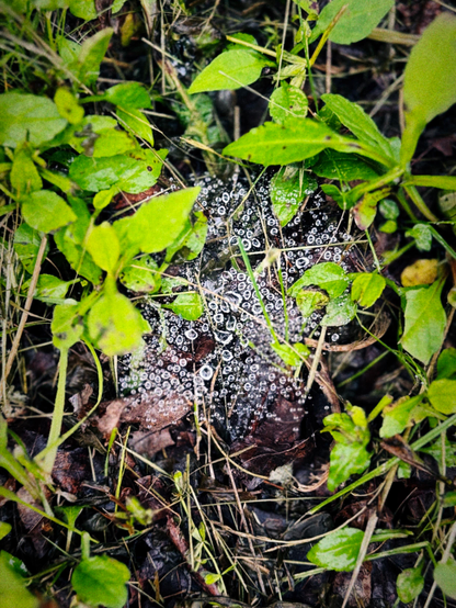 This photograph shows a dense patch of green leaves and dry grass surrounding a spiderweb covered in dew. The web is layered over dark brown leaf litter, and the water droplets cling to the fine threads, forming a sparkling, patterned surface of tiny circles. The moisture and plant textures create a contrast between the vivid, living greens and the shadowy, decaying earth beneath.