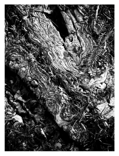 Monochrome photo of thick tree roots with a textured pattern of whorls and swirls, among grass and fallen leaves.