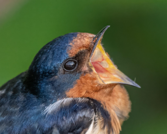 A close-up photograph of a barn swallow, beak wide open. The photographer is visible, reflected in the bird's eye. 
