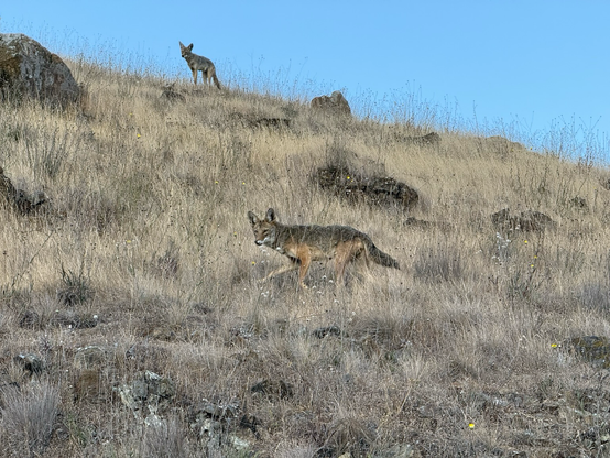 A pair of coyotes walking on a hill