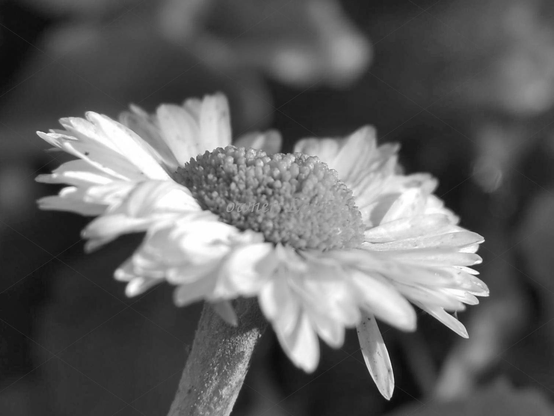 Flower, closeup, black and white, photo