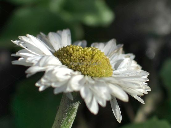 Flower, closeup, color, photo