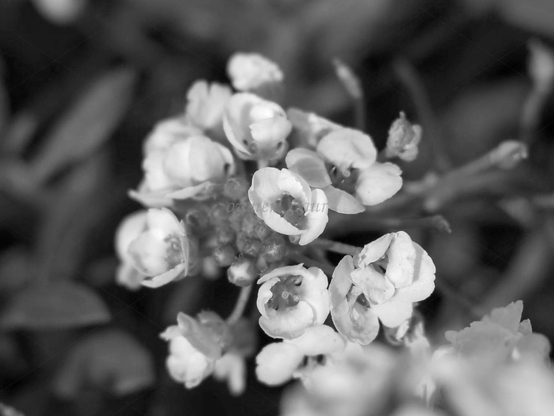 Flowers, closeup, black and white, photo