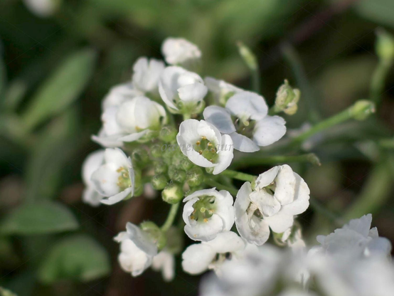Flowers, closeup, color, photo