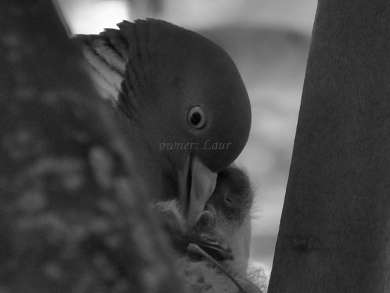 Birds, closeup, black and white, photo