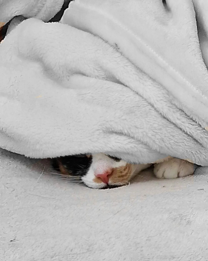 Is the week over? Can I come out of hiding? Have a great weekend 🐈

#catsofinstagram #cats #beautifulcat #cat #photography #itsacatslife 

[https://memories.brush-and-tale.com/wp-content/uploads/2024/06/357239716_2629001410582873_4972200558620078896_n_17971219829284655.webp]…