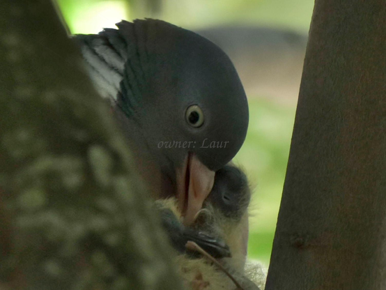 Birds, closeup, color, photo