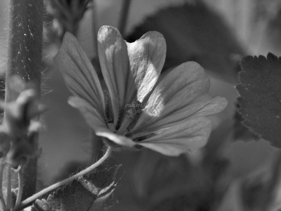 Flower, closeup, black and white, photo
