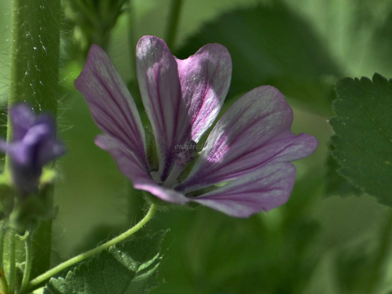 Flower, closeup, color, photo