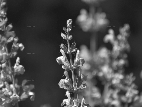 Flowers, black and white, photo