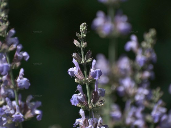 Flowers, color, photo