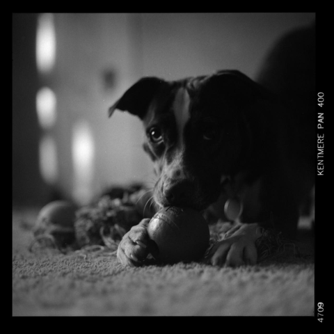 Photograph, black and white. View from floor level of a dog chewing on a rubber ball. 
