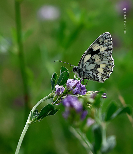 Schmetterling weiß-schwarz gemustert auf einer lila Blüte sitzend.
Hintergrund ist unscharf grün.
Matzework