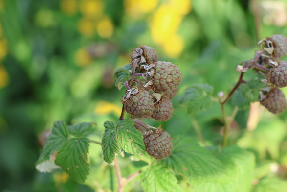 Himbeeren noch nicht reif.
Matzework 