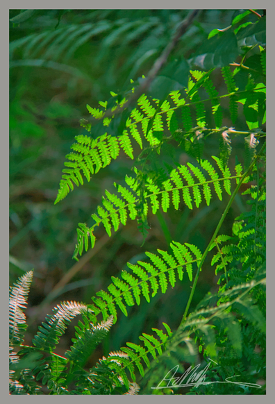 four fern leaves, one above the other, reach across from right to left. Each is brightly back-lit by the morning sun against a darker green background