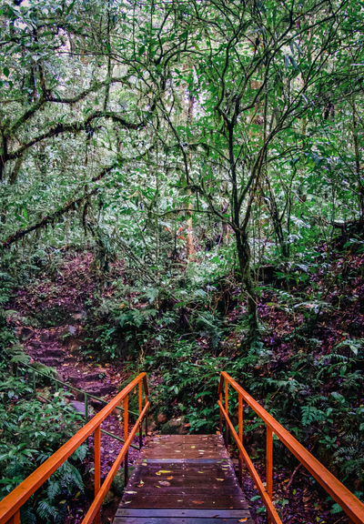 An orange walking bridge connecting to a trail in a lush, green rainforest.
