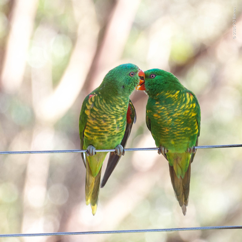 Two scaly-breasted lorikeets allopreening. The lorikeets are predominantly bright green, shading to yellow under their tails, and with a pronounced green and yellow speckle on their chest. Their beaks are a contrasting bright orange. Cute.