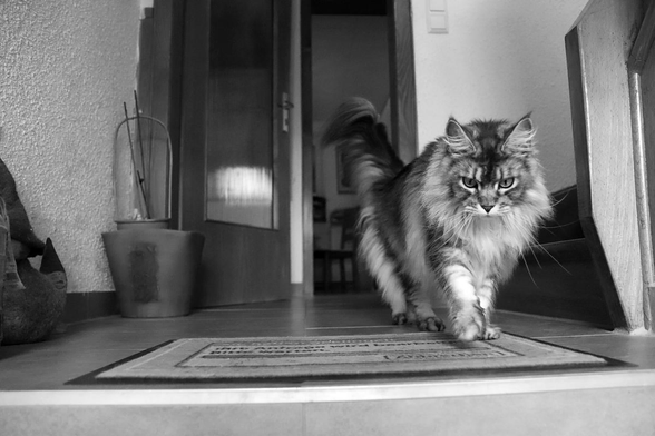 rush hour
monochrome image
