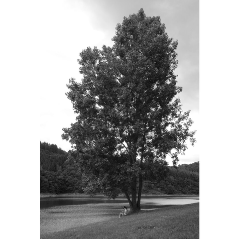 Black and white photo taken on the shores of the Stausee. A girl sits under a very big tree, near the lake. She is carving a piece of wood with a pocket knife. Nobody else can be seen because the lake has been deserted due to blue algae.