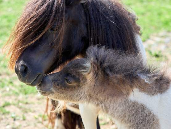 A shetland pony foal and her mother.