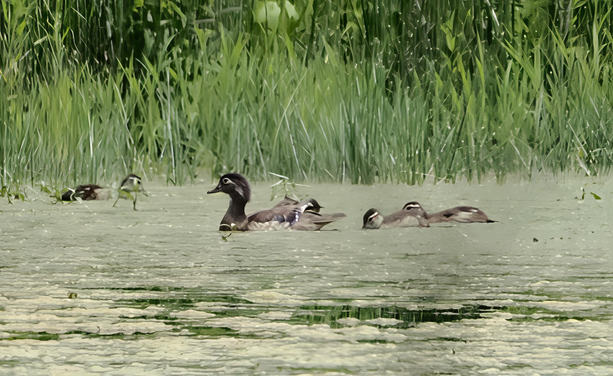 This picture was taken from far away, so it's not the best. You can see an adult wood duck floating in the scummy pond water, surrounded by five baby wood ducks. This is kind of a small number of babies for a wood duck mama, so some may have already succumbed to predators.