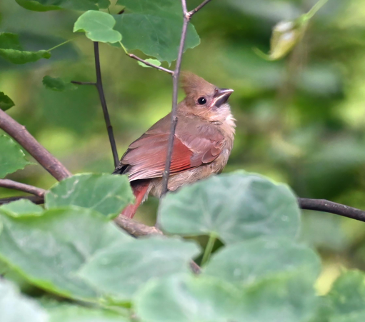 This is a baby cardinal, probably just fledged and waiting in a bush for mama to come back with a meal for it. You can tell it's a baby because it has a black beak. An adult's beak is red.