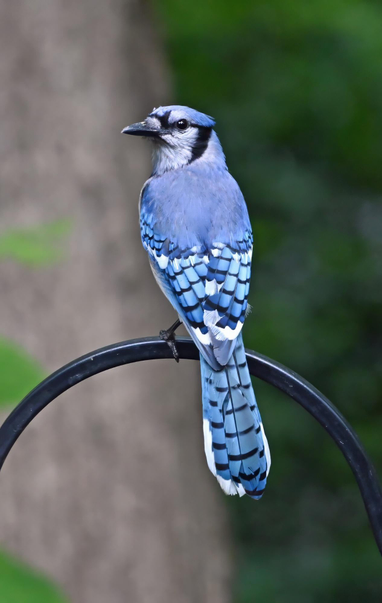 This is side of a blue jay that you don't usually see, in other words, the backside. You can see its upper back is medium blue and its wings are a different blue with black horizontal lines, as is its tail. 