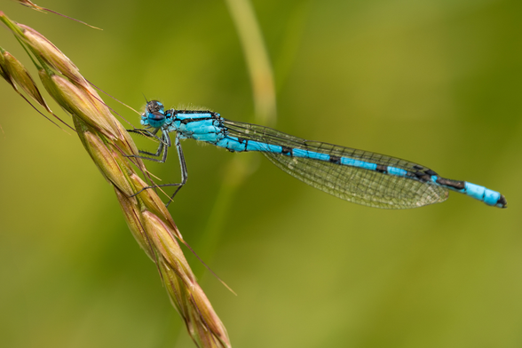 Das Bild zeigt eine leuchtend blaue Libelle, die auf einer grünen Pflanze sitzt.


Das Bild zeigt eine Nahaufnahme einer azurblauen Libelle, die auf einer einzelnen Grashalms sitzt. Die Libelle ist scharf fokussiert und ihre Details sind deutlich sichtbar: ihr leuchtend blauer Körper, die transparenten Flügel mit dunklen Adern und ihre langen, schlanken Beine. Der Grashalm ist grün-beige und leicht unscharf im Hintergrund, was die Libelle hervorhebt. Der Hintergrund ist verschwommen, aber man kann ein sanftes, grünes Umfeld erkennen, das auf eine natürliche Umgebung hinweist. Die allgemeine Atmosphäre des Bildes ist ruhig und friedlich, mit einem Hauch von Natur und Ruhe. Die Farbe Blau der Libelle sticht im grünen Hintergrund hervor und erzeugt einen lebendigen Kontrast. Die Stimmung ist eher ruhig und beschaulich, mit einem Fokus auf die Schönheit des Insekts und seines natürlichen Lebensraumes.
