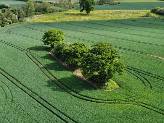 An 'island' of 4 trees in the middle of a field. Crops cover the ground all around the regular patterns of the tracks of the tractors through the crops are interrupted by a ring around the trees. The path of a small river can be seen in the top left corner flanked by smaller trees and bushes.