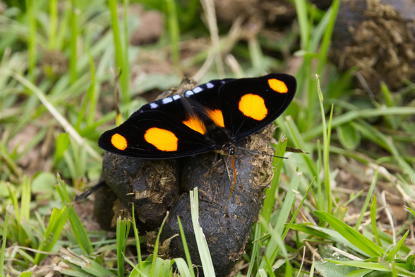 Auf einem im Gras liegenden Exkrement sitzt ein Falter. Der Betrachter sieht ihn von schräg vorn. Die Flügeloberseiten sind schwarz. Von Innen nach außen sind jeweils drei große leuchtend orange-gelbe Flecken angeordnet. Am hinteren Rand sind zudem Tupfen zu erkennen.