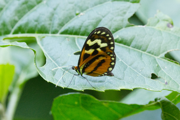 Auf dem Blatt einer Pflanze sitzt ein kleiner Schmetterling. Die Farben der Flügel erinnern mit ihrer rötlich-braunen Grundfarbe und den unregelmäßigen schwarzen Mustern an einen Tiger. An den Flügelrändern sind schwarze, miteinander verbundene Flecken zu sehen, in denen sich gelbe Tupfen befinden. In der Mitte der Vorderflügel sind die Zwischenräume der schwarzen Linien zudem teilweise mit der gleichen gelben Farbe gefüllt. Auch am Flügelansatz und an den oberen Beingliedern findet sich diese Färbung. Die Fühler sind auffällig weiß.