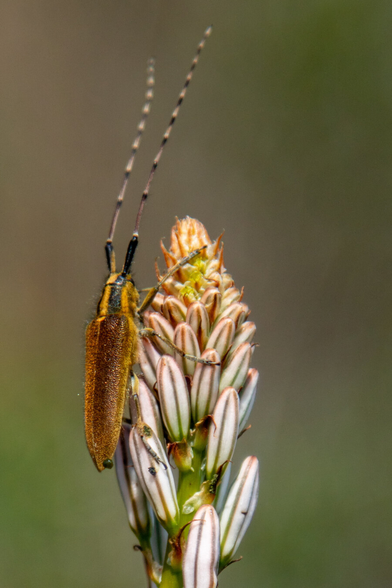 On a green vague background in the middle of the photo a white with pink flower with a kind of beetle on it, long stretched with a beautiful orange-brown shield and very long antennae that holds on to the top of the flower with its legs. The flower consists of many small flowers that are still closed.