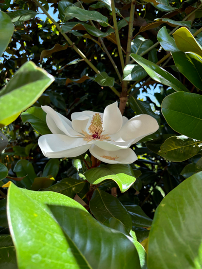 A beautiful magnolia flower in full bloom, surrounded by lush green leaves and branches. The flower has large, white petals with a central cluster of yellow and red reproductive structures.