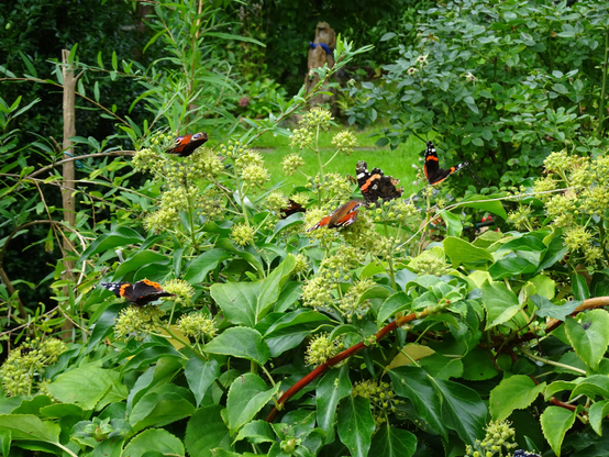 Eine bunte Auswahl an Schmetterlingen, die sich auf grünem Laub und blühenden Pflanzen in einem Garten ausruhen. Die Szene zeigt mehrere Schmetterlinge mit charakteristischen Mustern und Farben zwischen den Blättern.