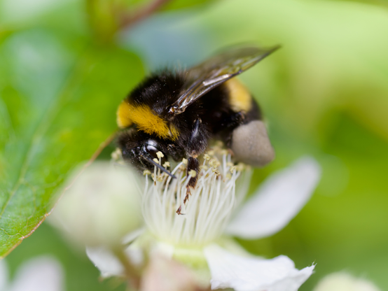 A Bee, snuffling pollen in a flower.