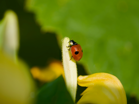 A close up of a 2 spotted ladybird climbing up a leaf
