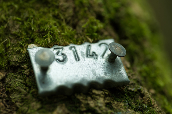 Close photo of a small metal plate, stamped with '3142', affixed with two protruding nails to a dark, moss-covered tree trunk. 3142 is roughly one thousand times π.