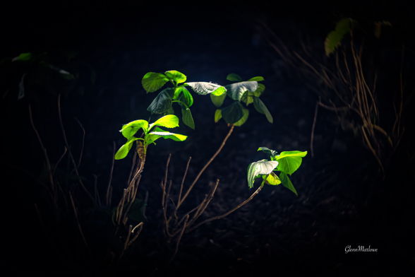 A group of vibrant green leaves illuminated against a dark background, highlighting their freshness. The surrounding area features dry twigs, adding contrast to the lush foliage.