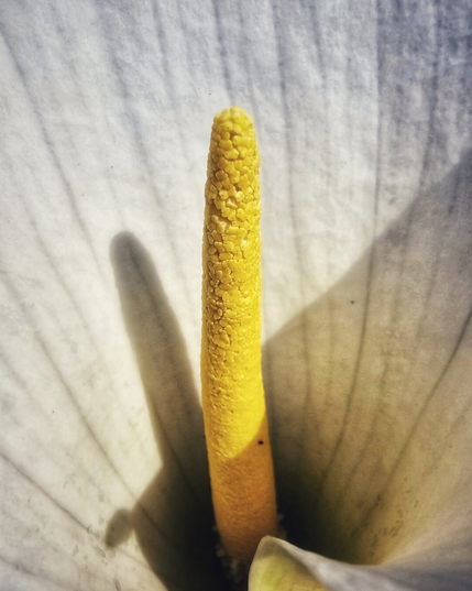 A close-up, high-angle shot of the bright yellow spadix (central stalk) of a white calla lily, set against the soft, translucent white petals. The texture of the petals and the tiny granules on the spadix are clearly visible, with subtle shadows cast within the bloom.
