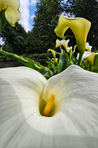 A close-up, low-angle shot of a white calla lily in full bloom, with its yellow spadix prominently visible. In the background, other calla lilies, lush green foliage, and glimpses of a bright blue sky with white clouds are softly blurred.