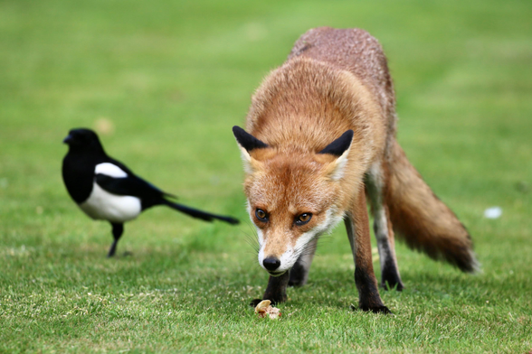 A Fox picking up food from a lawn while a Magpie is next to her trying to distract her. If the Fox is chasing her, the Magpie will swoop around and take the food. Very risky for the Magpie but it works quite often