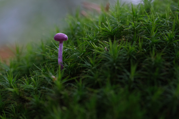A small purple mushroom standing on a bed of green moss. The background is softly blurred, creating a serene woodland atmosphere.