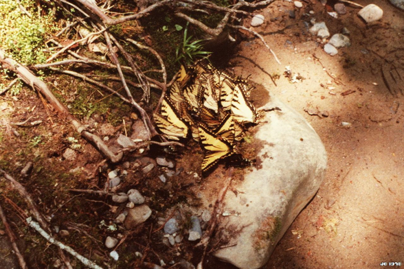 Farbfoto mit einem Blick von oben auf braunen Boden mit Steinen und Zweigen. In Bildmitte haben sich etliche Schmetterlinge mit gelben Flügeln und schwarzer Zeichnung niedergelassen. Aufgenommen 1978 in den Great Smoky Mountains mit einer Leica M3 auf Kodak-Film.