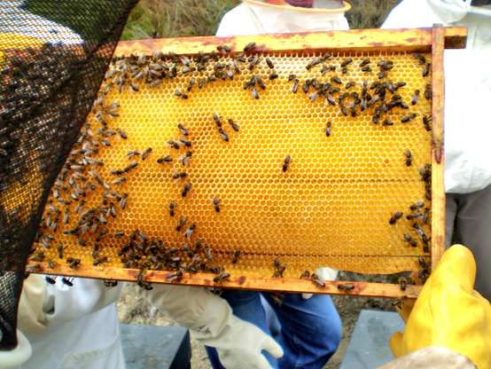 The image shows a close-up view of a honeycomb frame being held by a person wearing protective beekeeping gear. The frame is covered with numerous bees, indicating active beekeeping. The honeycomb cells are filled with honey, giving the frame a golden-yellow hue. The bees are clustered on the frame, with some crawling on the honeycomb and others on the edges. The person holding the frame is wearing a white beekeeping suit and yellow gloves, which are standard protective equipment for beekeepers. In the background, another person in a white beekeeping suit is partially visible, suggesting a collaborative beekeeping activity. The setting appears to be outdoors, with natural light illuminating the scene.

Provided by @altbot, generated privately and locally using Ovis2-8B

🌱 Energy used: 0.162 Wh