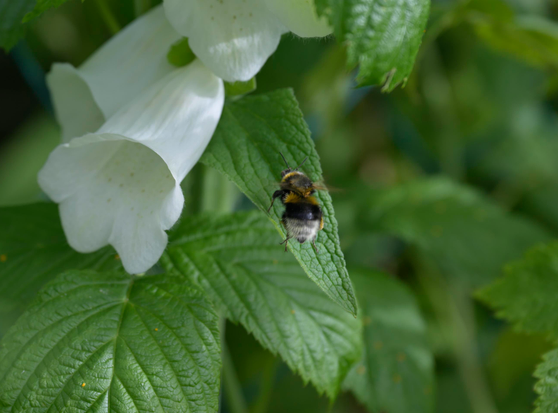 Das Bild zeigt eine Hummel fliegend, vor einem grünen Blatt, mit weißen glockenförmigen Blüten im Hintergrund. Die Hummel ist überwiegend schwarz-gelb gefärbt, wobei ihr wuscheliger Körper und ihre Flügel sichtbar sind. Sie befindet sich vor dem Blatt und blickt leicht nach rechts. Das Blatt hat einen gezackten Rand, ausgeprägte Adern und eine leicht glänzende Oberfläche. Die weißen Blüten haben eine glatte Textur und hängen nach unten, mit sichtbaren Staubgefäßen im Inneren. Der Hintergrund ist ein verschwommenes Grün, das eine natürliche Umgebung mit anderem Laub andeutet. 