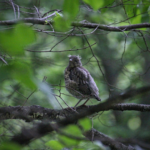A young fieldfare sitting on a branch